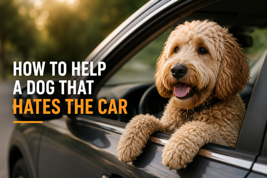How to help a dog that hates the car
