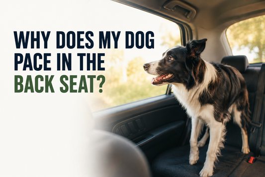 Why does my dog pace in the back seat?